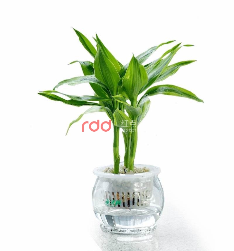 這3類植物放在辦公室裝修空間中能起到大作用-3.jpg